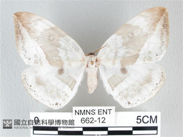 圓翅大鉤蛾藏品圖，第1張