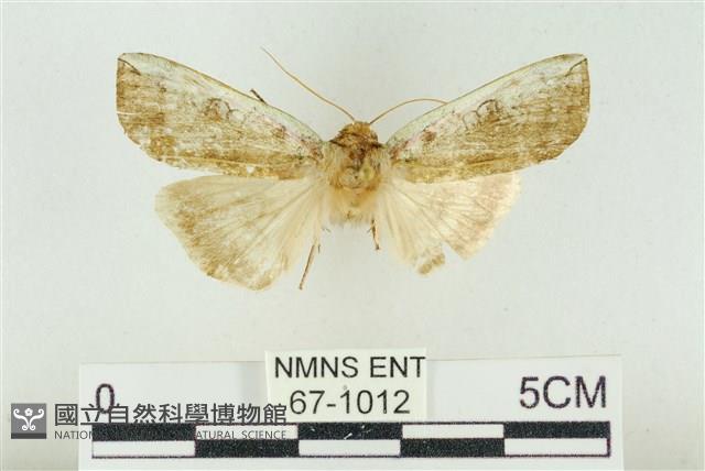 臺洒波紋蛾藏品圖，第1張
