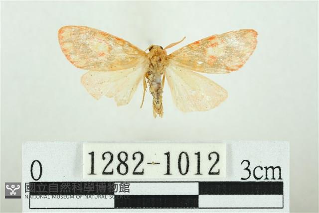 三色豔苔蛾藏品圖，第1張