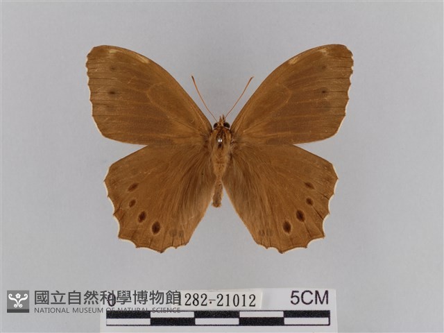 褐翅蔭眼蝶藏品圖，第1張