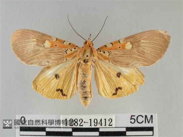 登錄號:001282-19412藏品圖，第1張