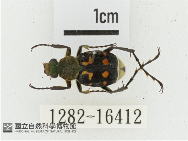 黃肩長腳花金龜藏品圖，第1張