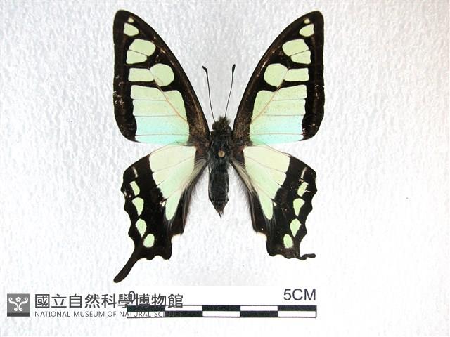 寬帶青鳳蝶藏品圖，第1張