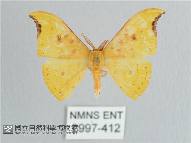 彎黑黃鉤蛾藏品圖，第1張