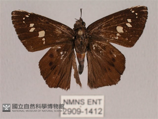 臺灣瑟弄蝶藏品圖，第1張