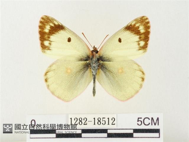 紋黃粉蝶藏品圖，第1張