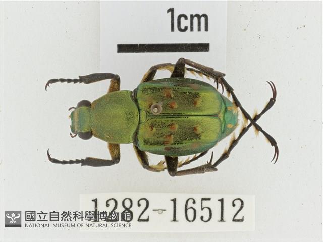 綠艷長腳花金龜藏品圖，第1張