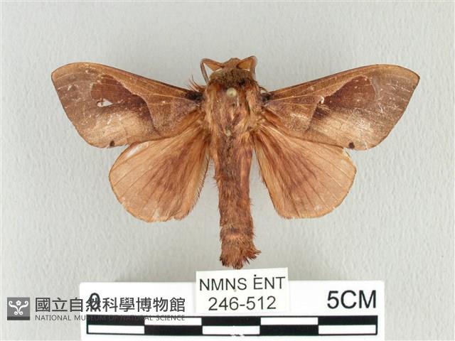 大褐斑枯葉蛾藏品圖，第1張