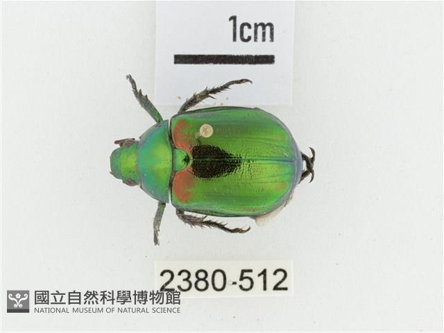 艷金龜藏品圖，第1張