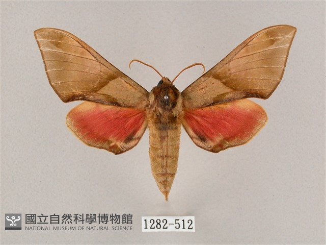 榆綠天蛾藏品圖，第1張