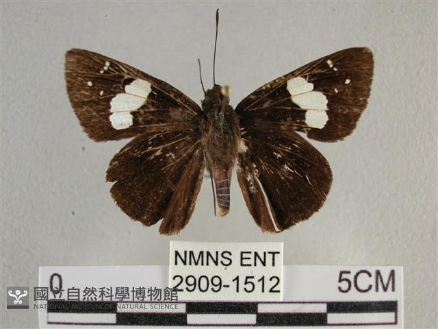 曲紋袖弄蝶藏品圖，第1張