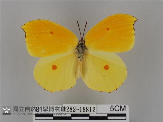 圓翅鉤粉蝶藏品圖，第1張