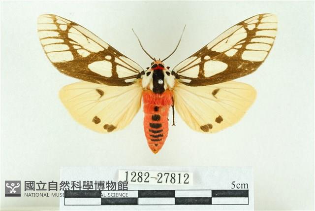 乳白斑燈蛾藏品圖，第1張