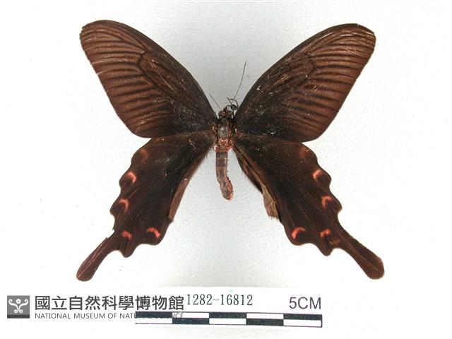 麝鳳蝶藏品圖，第1張
