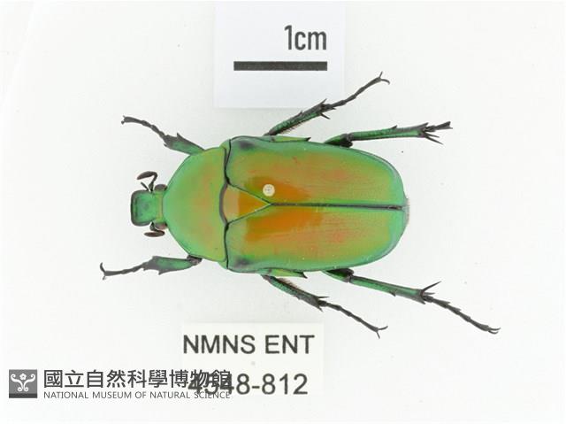金艷騷金龜藏品圖，第1張
