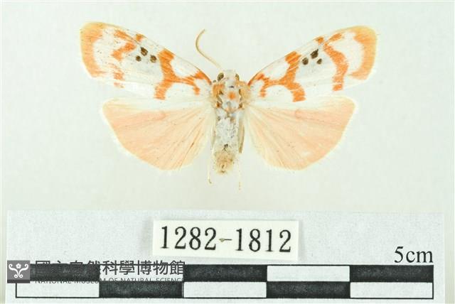 臺雪苔蛾藏品圖，第1張