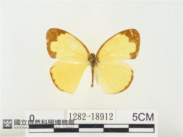 淡色黃蝶藏品圖，第1張