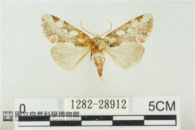 連珠波紋蛾藏品圖，第1張