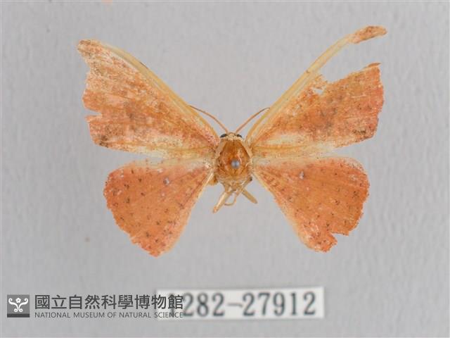 接骨木帶鉤蛾藏品圖，第1張