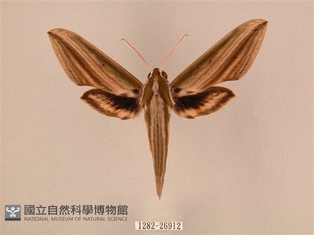 棕綠背線天蛾藏品圖，第1張