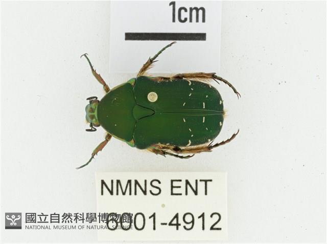 艷邊花金龜藏品圖，第1張