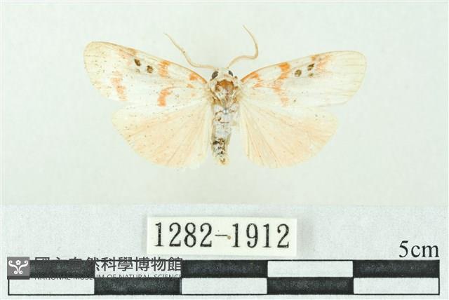 臺雪苔蛾藏品圖，第1張