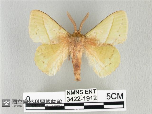 青枯葉蛾藏品圖，第1張