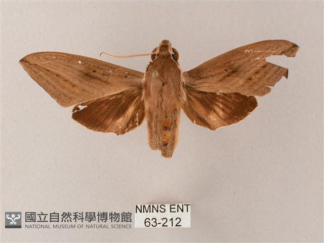 直翅斜紋天蛾藏品圖，第1張