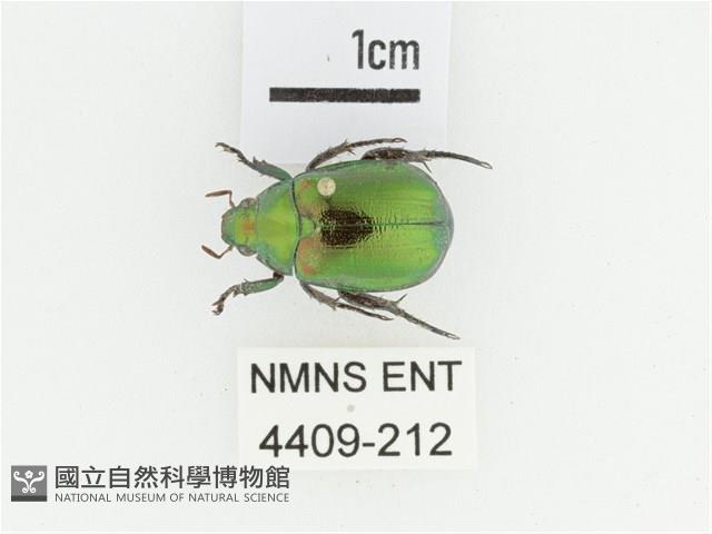 艷金龜藏品圖，第1張