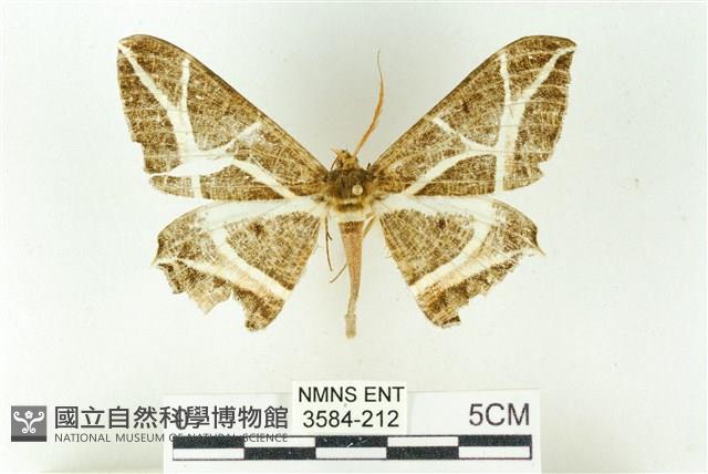 樹形尺蛾藏品圖，第1張