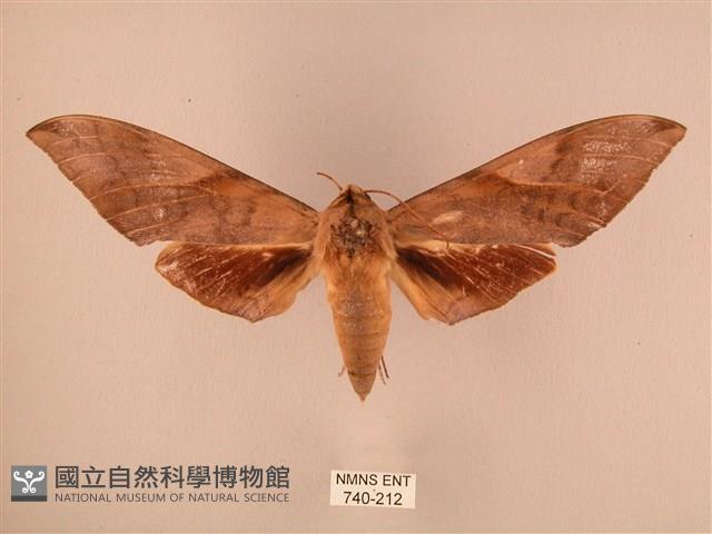 波紋豆天蛾藏品圖，第1張