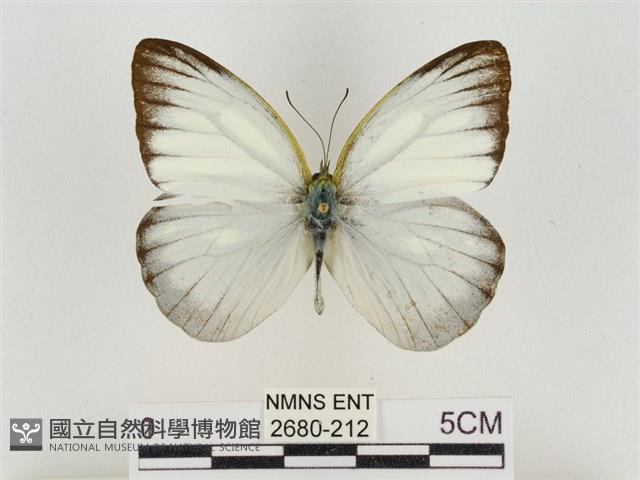 淡褐脈粉蝶藏品圖，第1張