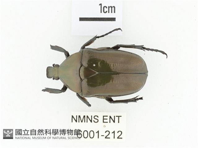 黑銅騷金龜藏品圖，第1張