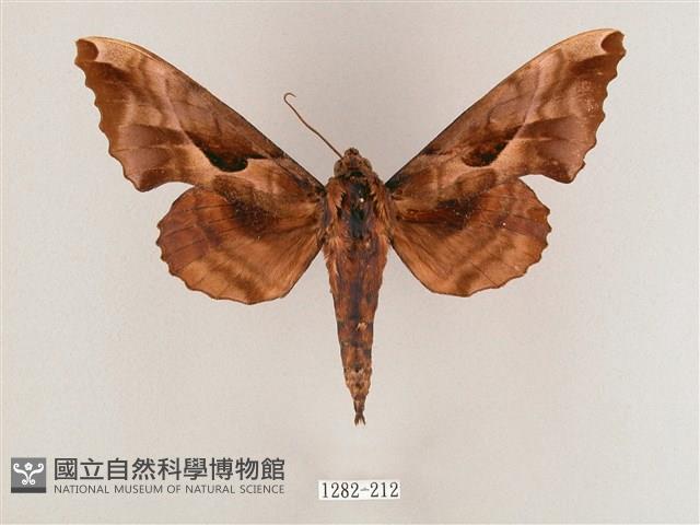 盾天蛾藏品圖，第1張