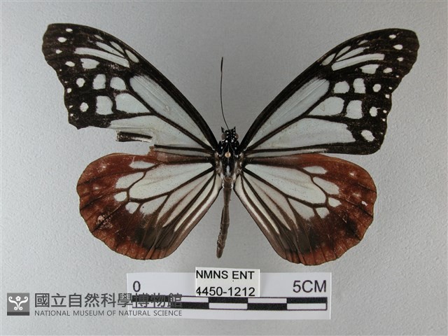 大絹斑蝶藏品圖，第1張