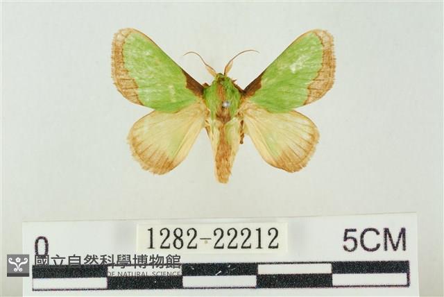 素木綠刺蛾藏品圖，第1張