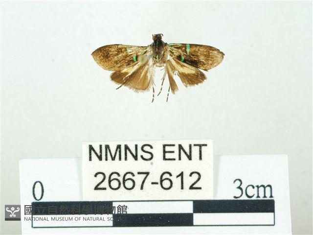 叉紋閃舞蛾藏品圖，第1張