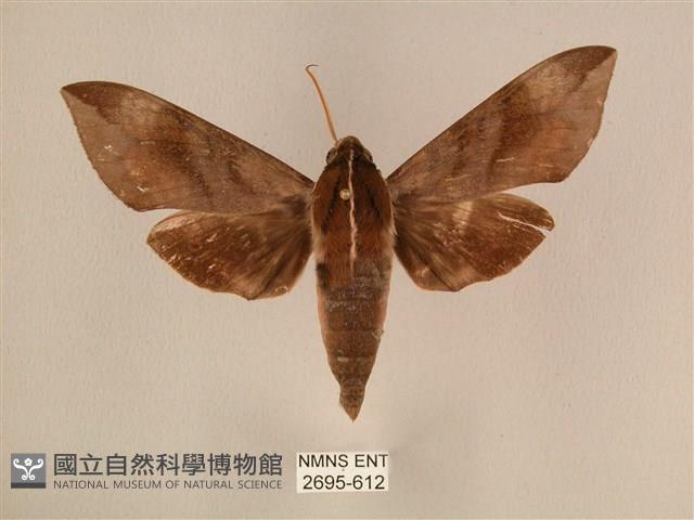 背中白天蛾藏品圖，第1張