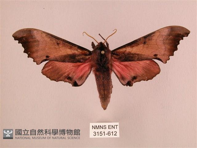 桃紅六點天蛾藏品圖，第1張