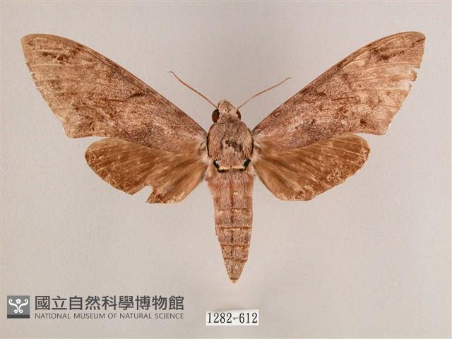 細斜紋霜天蛾藏品圖，第1張