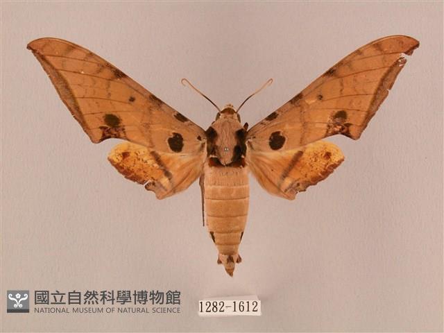 裂斑鷹翅天蛾藏品圖，第1張