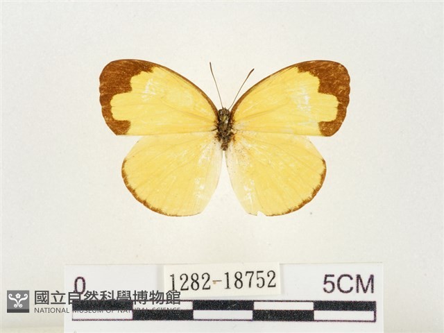 淡色黃蝶藏品圖，第1張