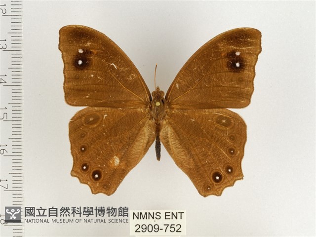 暮眼蝶、樹蔭蝶藏品圖，第1張