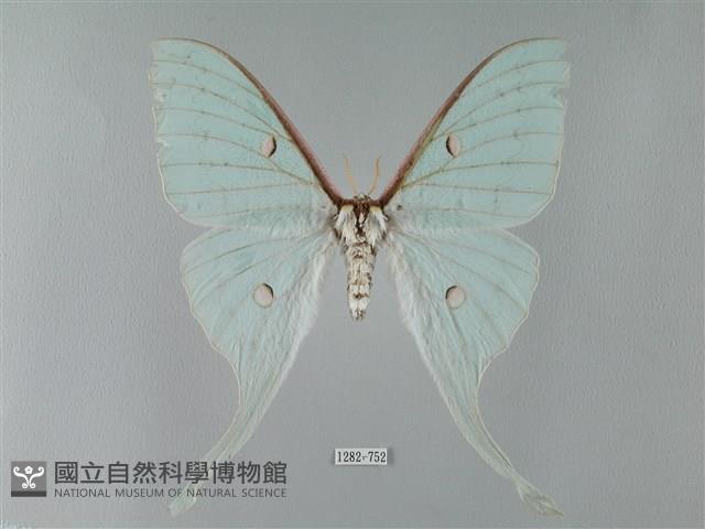 臺灣長尾水青蛾藏品圖，第1張