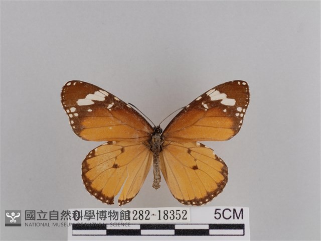 樺斑蝶藏品圖，第1張