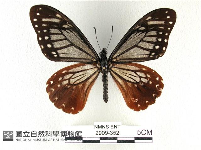 斑鳳蝶藏品圖，第1張