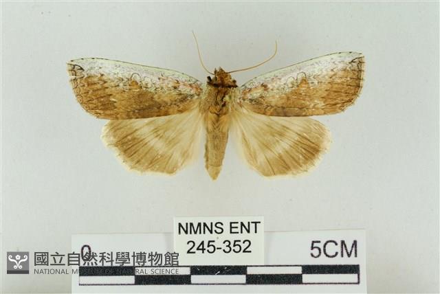 臺洒波紋蛾藏品圖，第1張