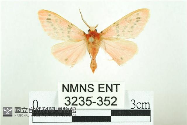 三條橙燈蛾藏品圖，第1張