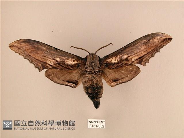 臺灣鋸翅天蛾藏品圖，第1張