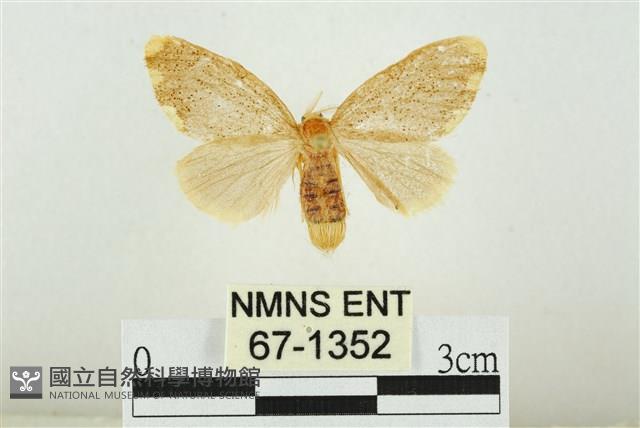 黑翅黃毒蛾藏品圖，第1張